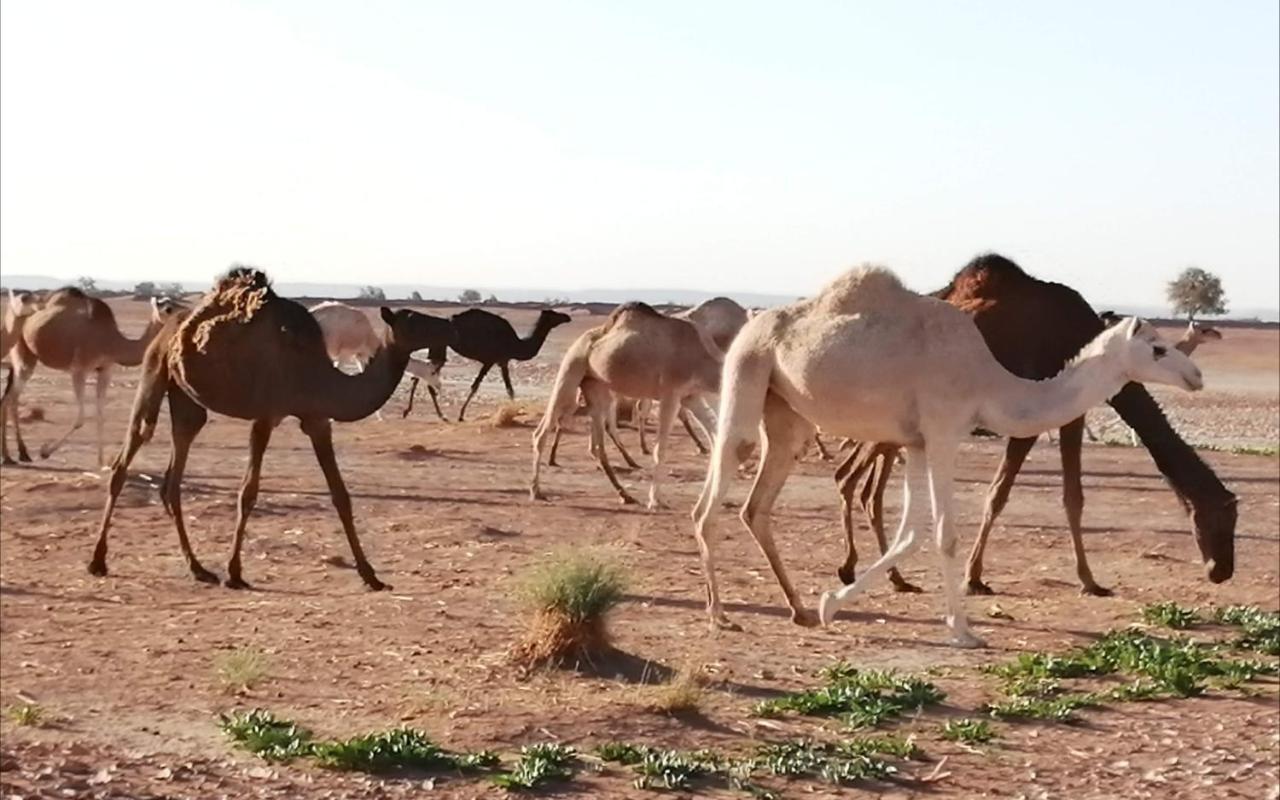 Kasbah Les Alizes Du Desert M'Hamid Eksteriør bilde